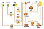 橘子家族关系图（橘子柚子家族关系梳理图）