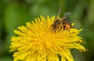 蜜蜂采来的花粉怎么加工（蜜蜂采的花粉是怎样酿成蜜的）