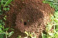 种的花盆里面有蚂蚁是好还是不好（花盆里有蚂蚁可以用什么方法消灭）
