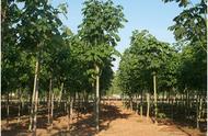 泡桐树40种特征（泡桐树多少年能长到直径40公分）