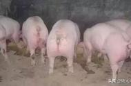 猪的毛重和净重的比例（猪的毛斤怎么估算重量）