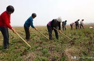 铃儿草价格（铃儿草投手建议买吗）