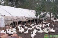 鸡鸭饲养管理（鸡鸭的正确养法）
