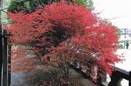 日本吊钟树开花有几种颜色（日本吊钟树刚发芽图片）