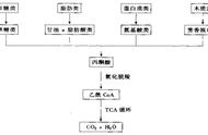 9种活性污泥法（活性污泥法的完整工艺流程）