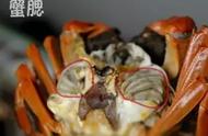 蟹心和蟹胃在哪个部位图解（螃蟹蟹心蟹胃高清图解）