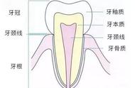 牙齿怎么认部位（怎么区分牙齿的位置）