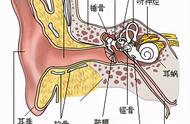 声音的传导器官是什么（声音对应的是哪个器官）