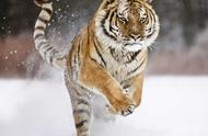 老虎跑步速度一般多少（老虎速度能达到80km每小时吗）