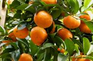 柑橘用什么肥料长得快（柑橘后期用什么肥料好）