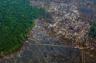 巴西热带雨林砍伐率图（巴西热带雨林现状）