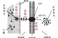 根系怎么吸收矿质养分（根系对水分和矿质元素吸收的关系）