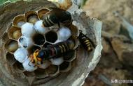 生活中的蜂巢结构（蜂巢的真实结构）