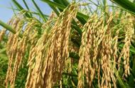 旱稻生长期多少天（旱稻低于多少度停止生长呢）