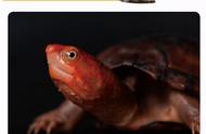 红面蛋龟的寿命是多少年（红面蛋龟一年可以长多少）