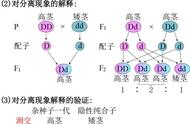 什么是等位基因和非等位基因（等位基因和非等位基因图解）