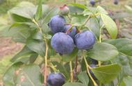 蓝莓种好了怎么撒硫磺粉（已种的蓝莓硫磺粉怎么使用）