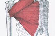 胸大肌拉伸方式图片（胸大肌拉伸方法图片）