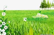 草坪养护的问题和建议（草坪的养护方法和注意事项）