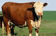 肉牛育肥成本和利润（肉牛养殖成本与利润2022）