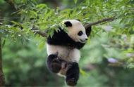 大熊猫的祖先是什么颜色的（大熊猫以前的祖先叫什么）