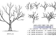 大樱桃树第一年栽植与管理（大樱桃树一边倒种植技术要求）