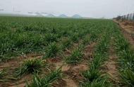 小麦专用氮磷钾最佳配方的复合肥（小麦底肥啥复合肥最好）