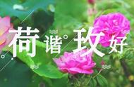 济南市花是什么花图片（代表济南的花是什么花）