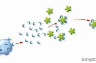 免疫系统的作用有哪三种（免疫系统的四个作用）