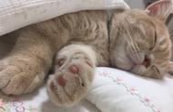 猫睡在枕头旁说明什么（猫趴在主人胸口睡觉说明什么）