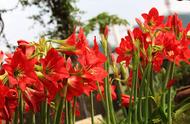 水仙花的种子是从什么地方来的（水仙花种子哪里来的）