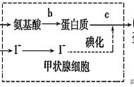 生物大分子都在细胞器合成吗