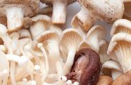 滑子菇的正确食用方法（滑子菇吃了对人身体有哪些好处呢）