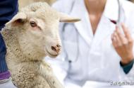 养羊一般只打四个疫苗（2023到2024养羊行情）