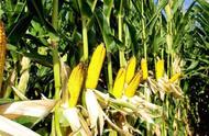 南方秋季玉米几月份播种最好（夏玉米播种最佳时间几月几日）