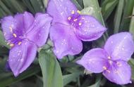 紫露草的养护和图片（紫露草图片欣赏）