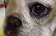什么狗眼睛是红色的（狗的眼睛是红色的吗）