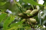 碧根果苗种植方法（碧根果树苗的栽培和管理）