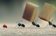 蚂蚁可以举起比自己重的东西吗