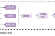 消化道中最膨大的部分（消化道中最膨大的部位是什么）