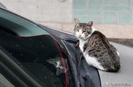 流浪猫来家里不走预示着什么（流浪猫在家门口不走什么征兆）