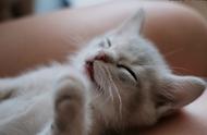 猫为什么喜欢睡在人腿上（猫为什么喜欢睡在自己腿上）