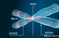 染色体在细胞的哪里（染色体在体细胞中）