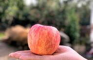 十个冷知识糖心苹果是怎么产生的（糖心苹果是自然成的吗）