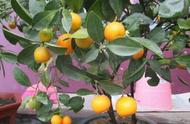 橘子树用什么肥料长得快（橘子树施肥方法有哪些）