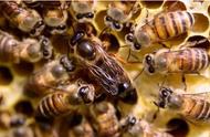 现代化养蜂怎么换蜂王（夏天养蜂怎么换蜂王呢视频）
