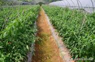 辣椒高产种植技术建议农户收藏（辣椒高产技术和方法）