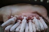 培养一头母猪两年多少成本（养一百头母猪成本多少钱）