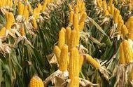 迪卡玉米种子有哪几种（玉米种子迪卡产量高吗）