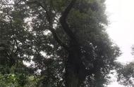 栎树与青冈树区别（白栎和青冈栎是一种树吗）